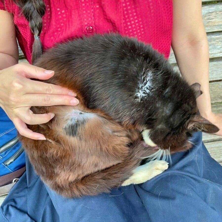 睨む猫 河川敷にて 4ページ目 | にらみの写真素材｜写真素材