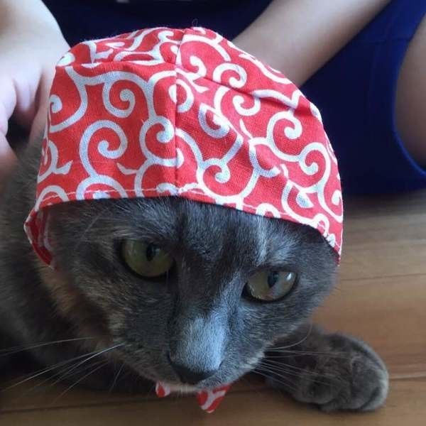 MIXのひなちゃん