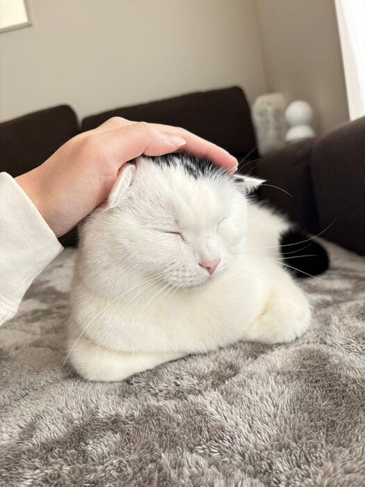 撫でられているマンチカン