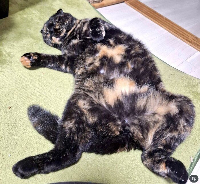 無防備な姿で眠るうなぎちゃん