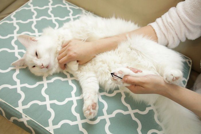 画像/「ねこのきもち」2018年11月号