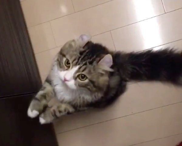 おねだりをするみつばくん