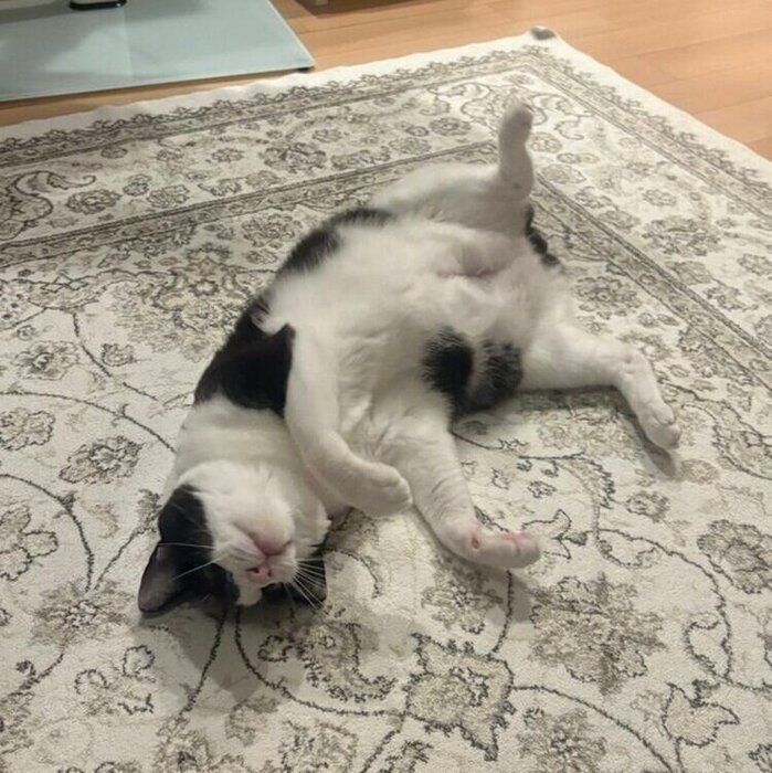 おなかを上に向けて寝転がる琥珀くん