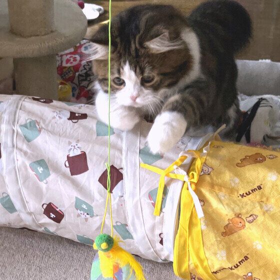 スコティッシュフォールド・ロングヘアの福翔(タルト)くん