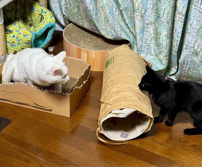 絶妙な距離感の2匹