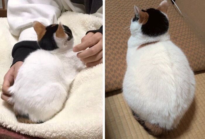 しゃけちゃんの成長ビフォーアフター写真