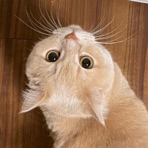 見上げる猫