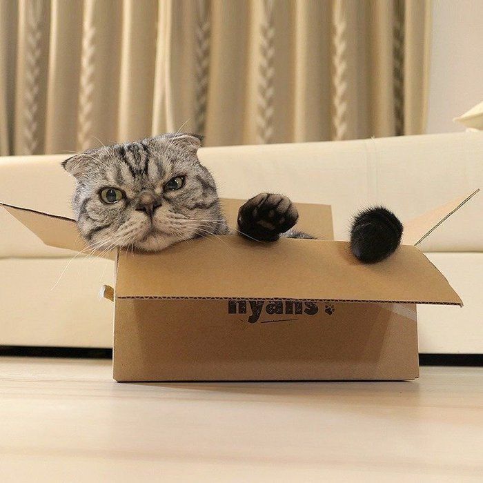 @tacos_cat