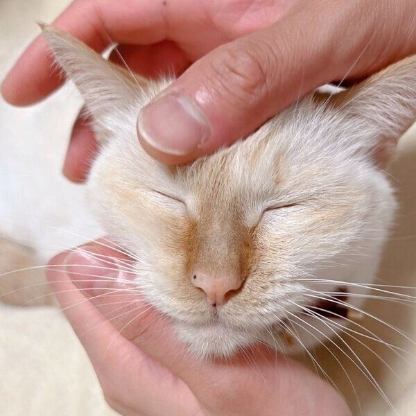 飼い主さんお気に入りの写真