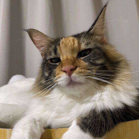 メインクーンのむつちゃん