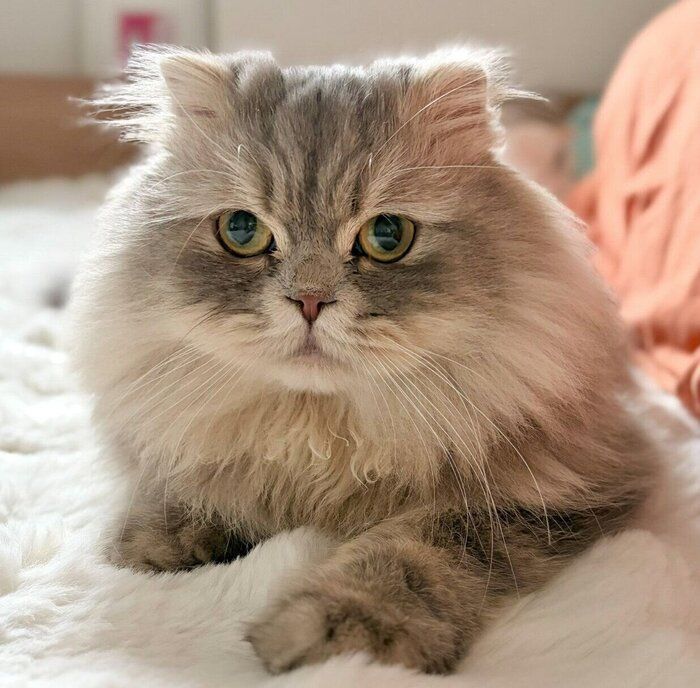 冬毛でもふもふなロッシュくん