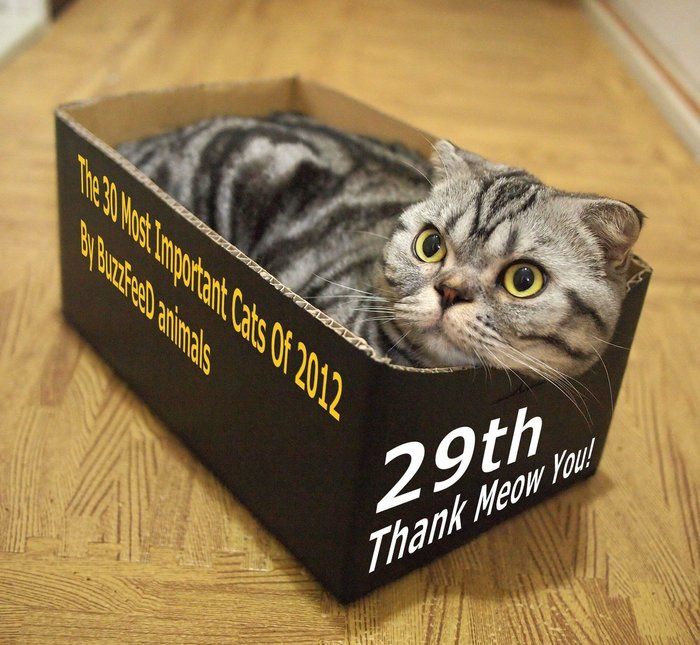 @tacos_cat