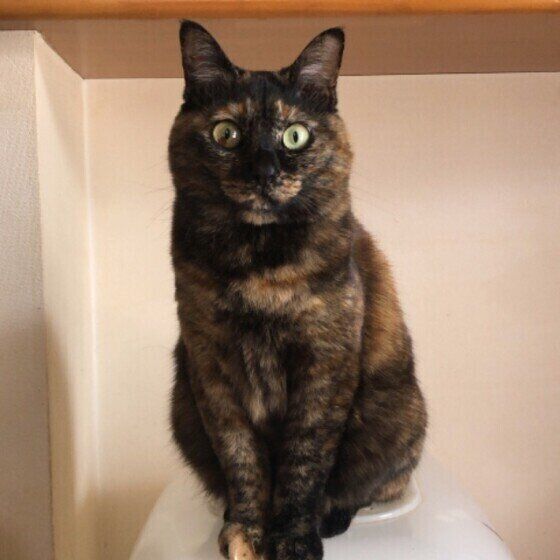 見つめる猫