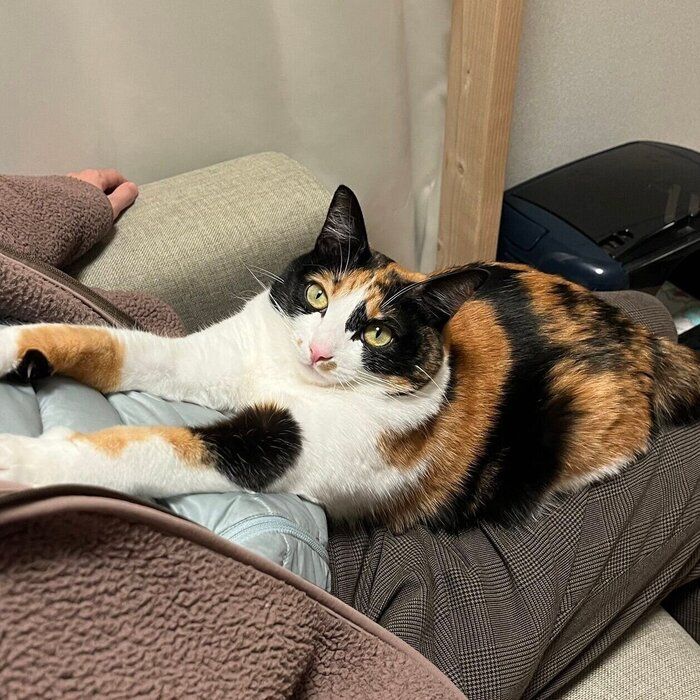 “おしゃべり好き”なてぃらのちゃん。