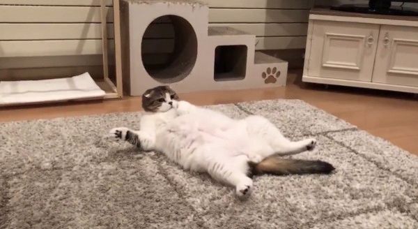 テレビのナレーションに反応する猫