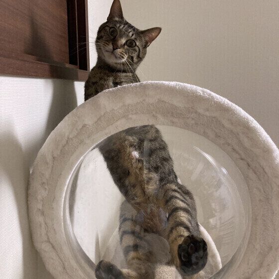 猫タワーから見下ろすトラジロウくん