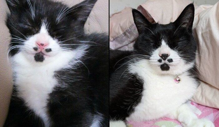 ミトンちゃんの成長ビフォーアフター