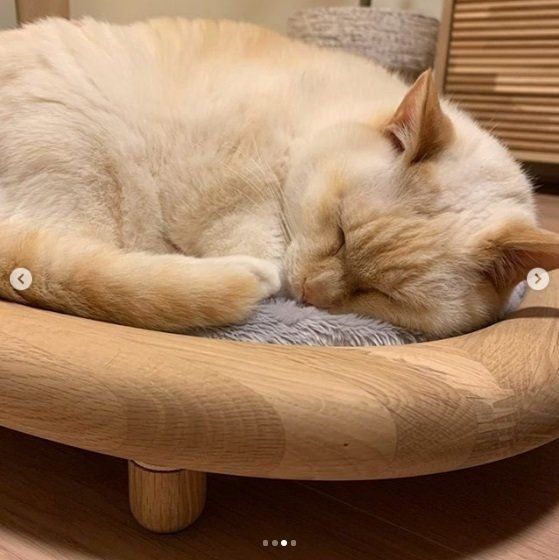 カリモクのキャットベッドで眠る猫