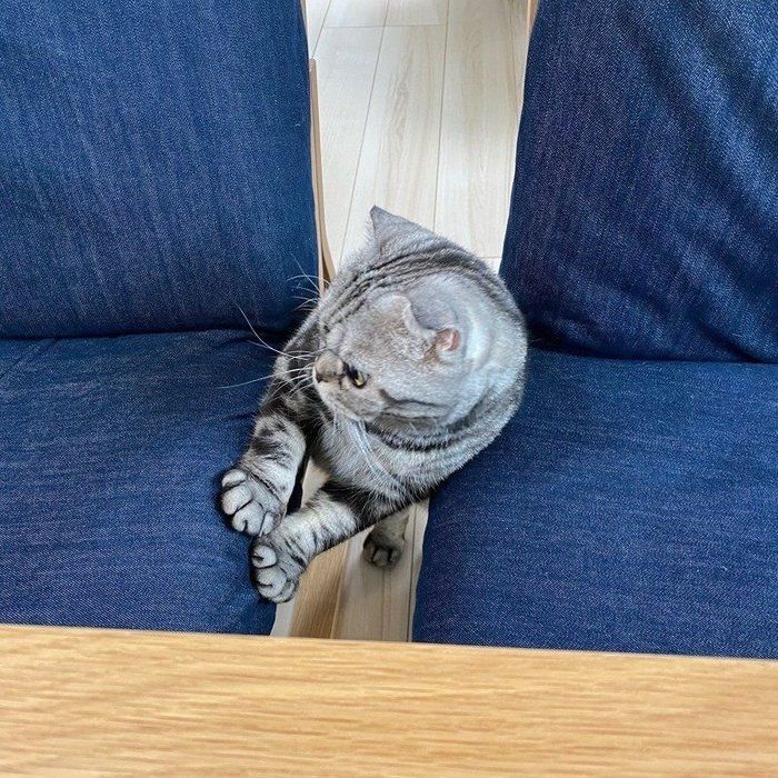 @tacos_cat