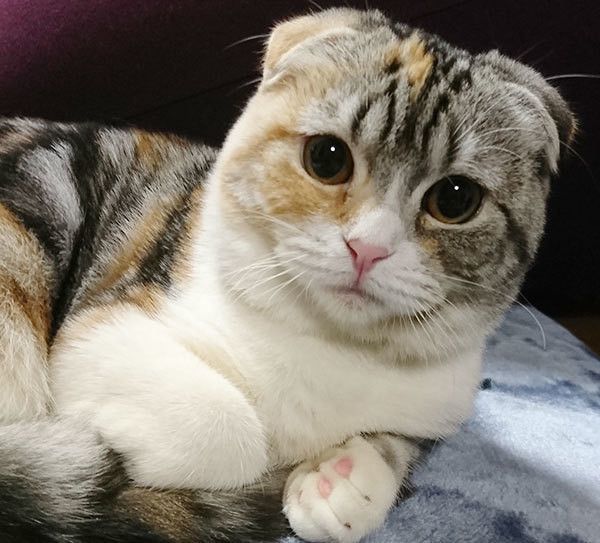 見つめる猫