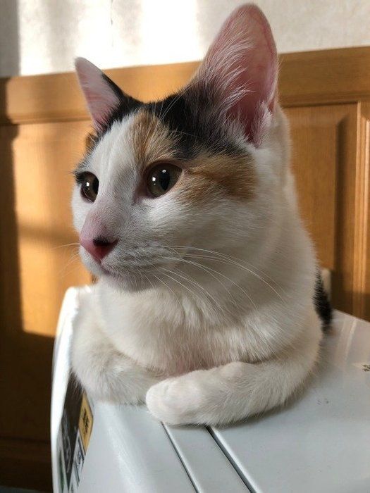 ヒーターの上