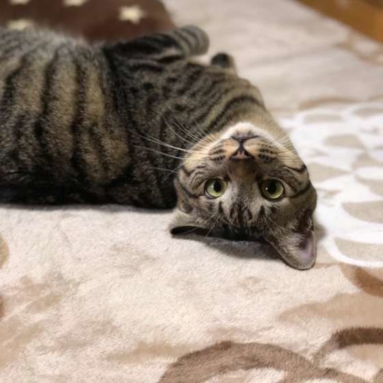 猫の行動学