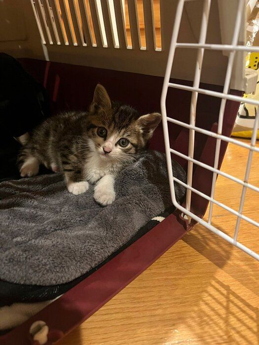 お迎えした当時のベルちゃん