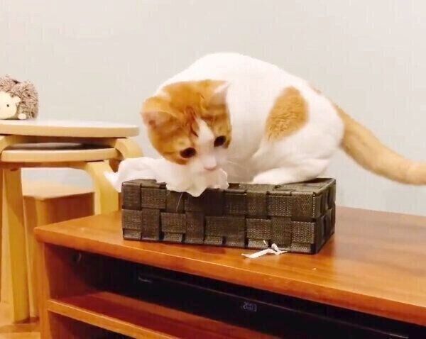 イタズラするもち丸くん