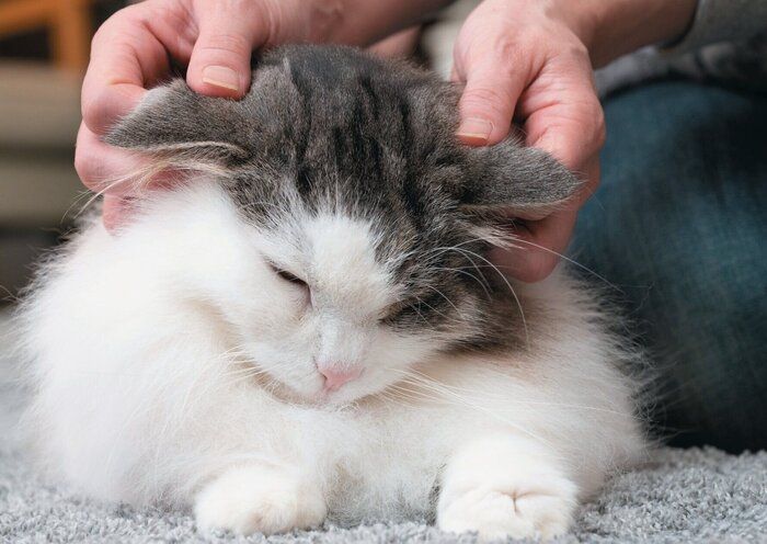 猫の耳の挟み方