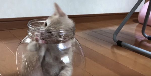 瓶の中の猫
