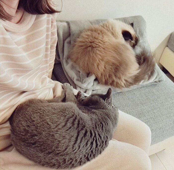 飼い主さんと一緒にまったりするココくんとハルくん