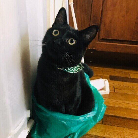 袋に入る猫