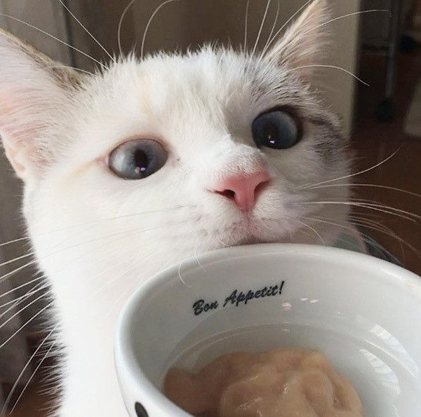 あおいちゃん