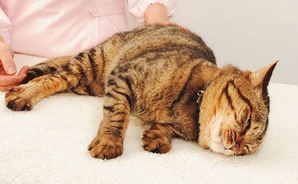 寝ている猫
