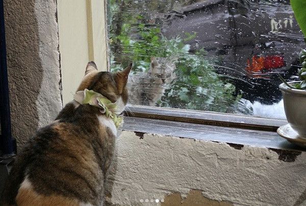 見つめ合う猫