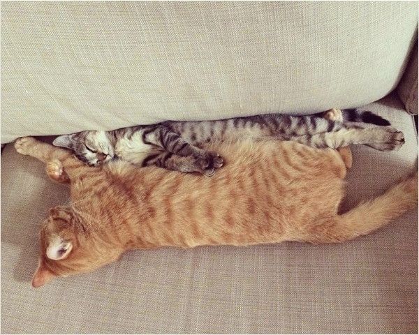 隙間猫