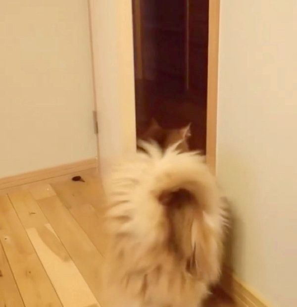 脱出に成功したココちゃん