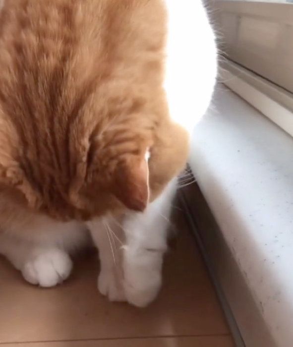 虫に翻弄されるスコティッシュフォールド