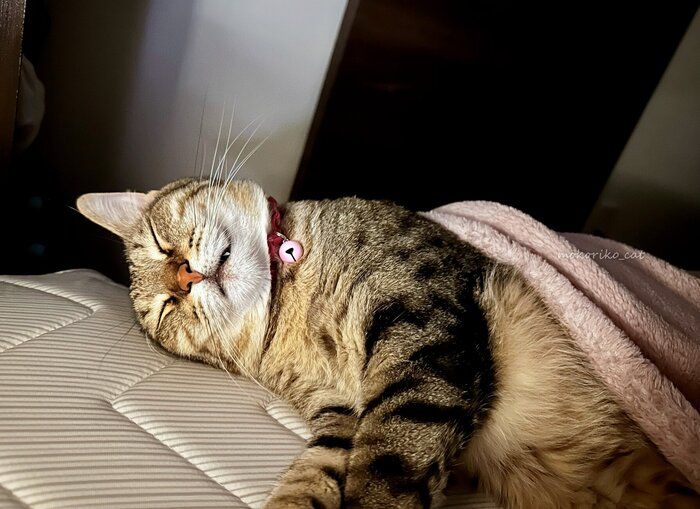 眠っている猫