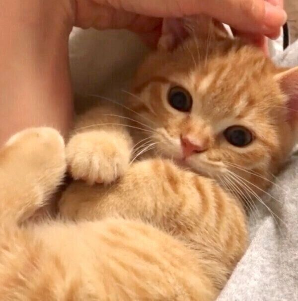 飼い主さんに甘える子猫時代のうにちゃん
