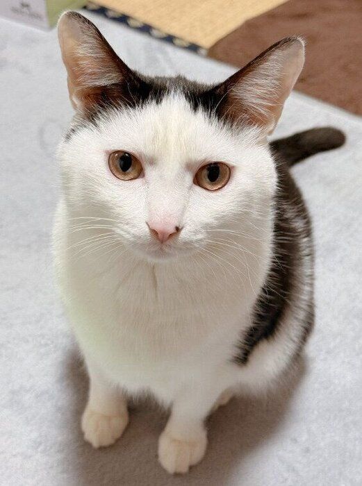 座ってじっと見つめる猫