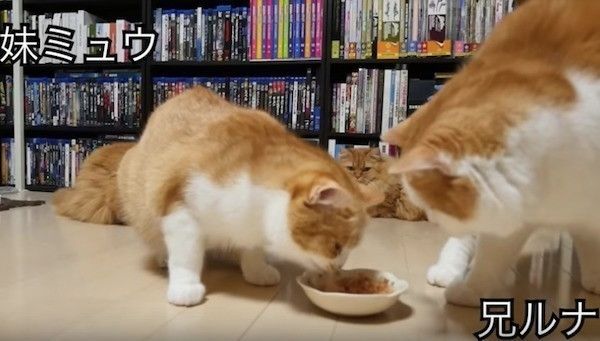 妹思いの兄ニャンコ