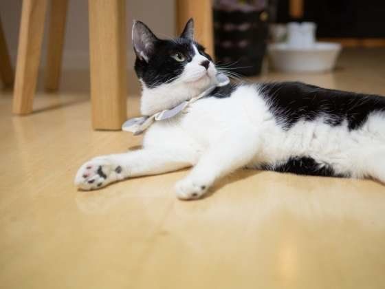 振り向く猫