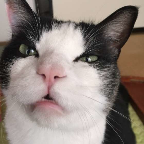 変顔する猫
