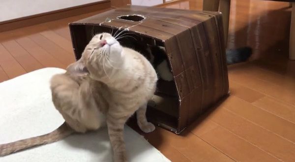 箱から出てきた猫