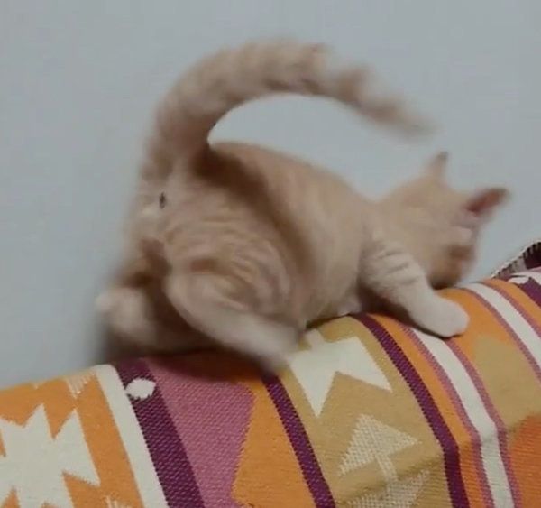 しっぽを追いかける猫