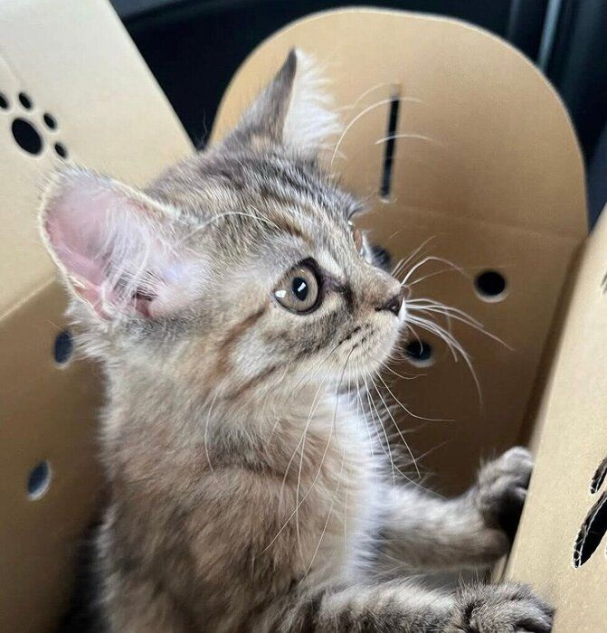 お迎えした日のくるみちゃん