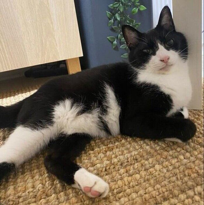 遊んで、満足そうに横たわるシノスケくん