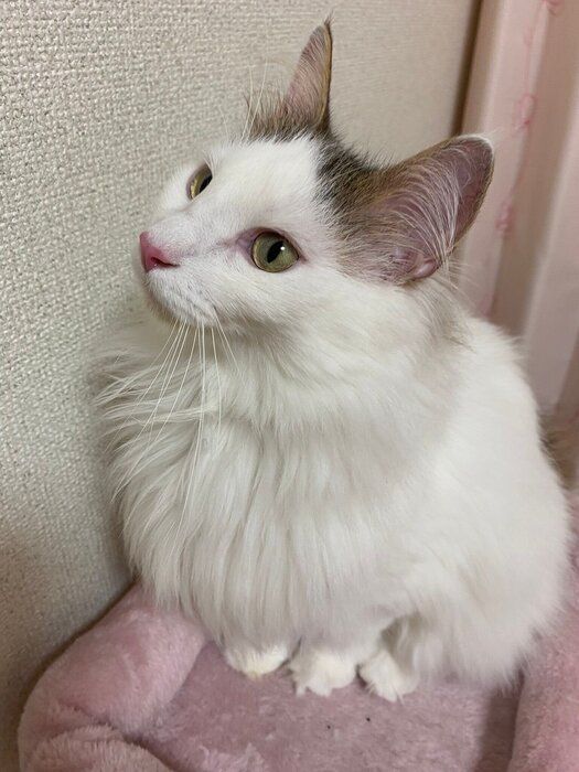座っているノルウェージャンフォレストキャット