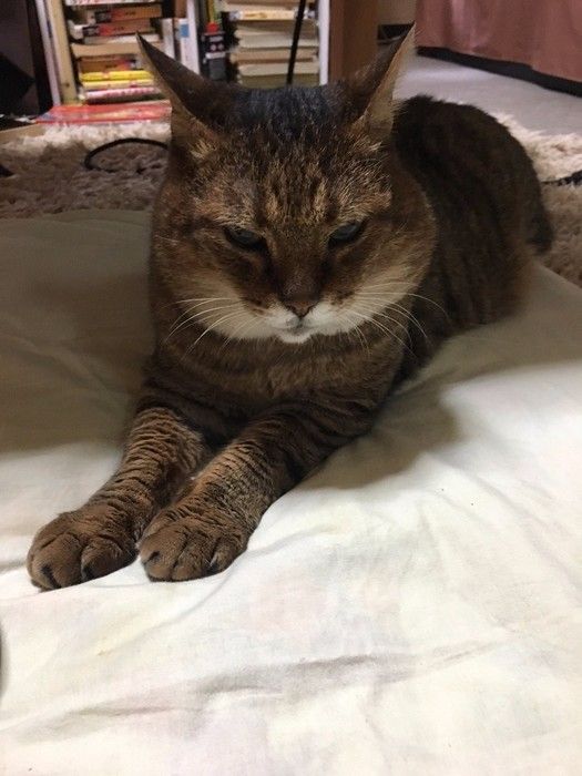 リアルつしま